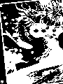 Année du Dragon
